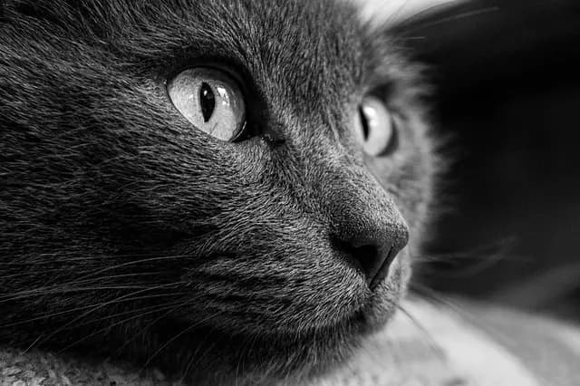 Contacts d'urgence pour animaux domestiques : Guide d'achat